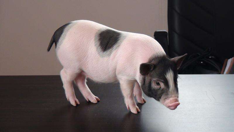 迷你猪好养吗,迷你香猪真的长不大嘛