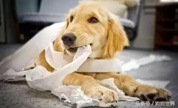 狗狗的习性知识,一直宠一只猫另一只会不会生气