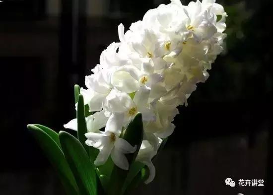 相似的花儿又来了，今天我们来认识它们