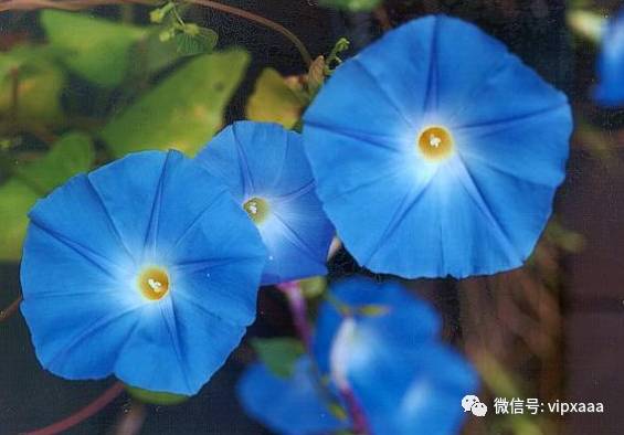 这13种开紫色花的花卉你认识几种,五种常见蓝色花