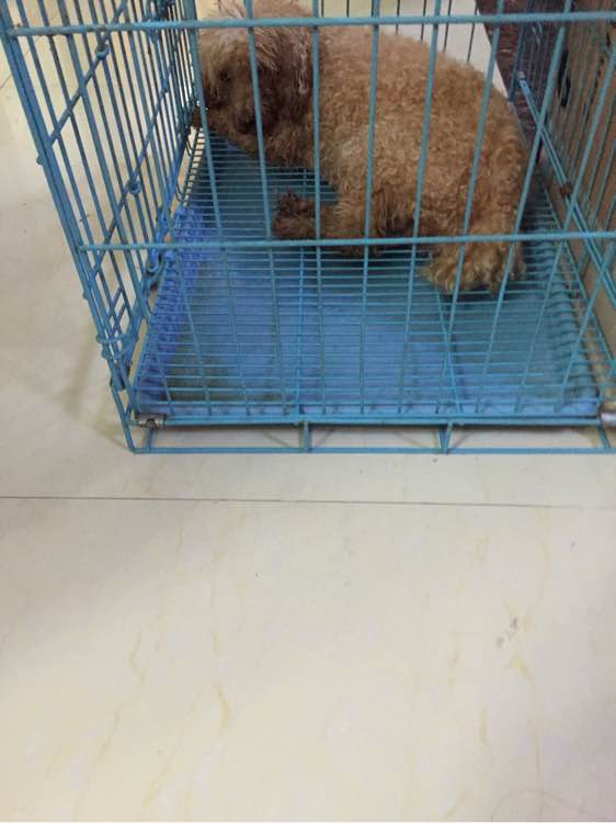 捡到的残疾泰迪狗,捡到被遗弃的泰迪