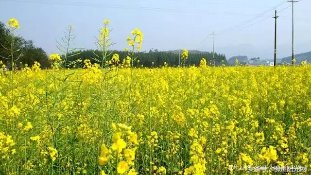 柳州美景樱花谷,柳州的花海美景