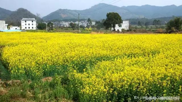 柳州美景樱花谷,柳州的花海美景
