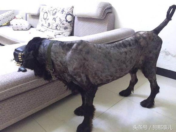 藏獒是不是对主人很温顺,藏獒忠诚护主吗