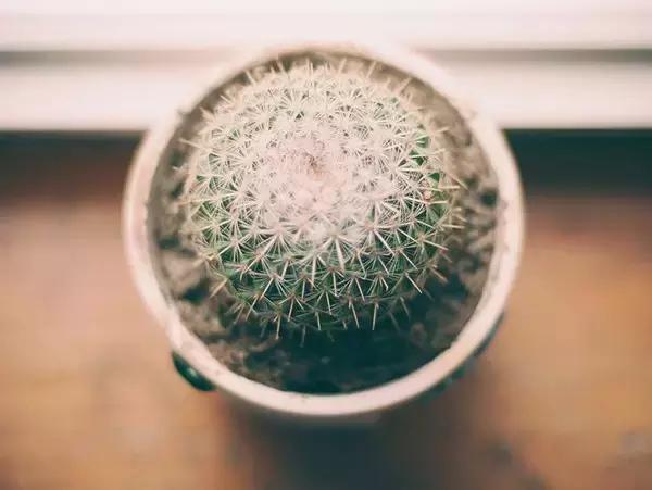 十大室内最好养活的绿植排行榜,绿植大全1000种