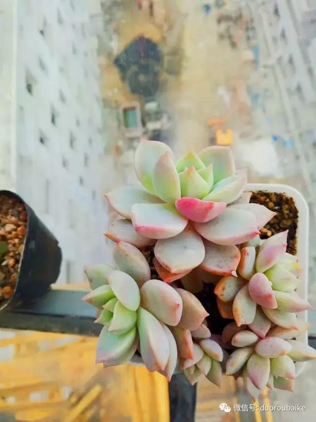 爱上多肉爱上生活,爱上多肉深似海