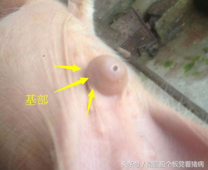猪脐疝是什么该如何防治,养猪人猪病防治方法