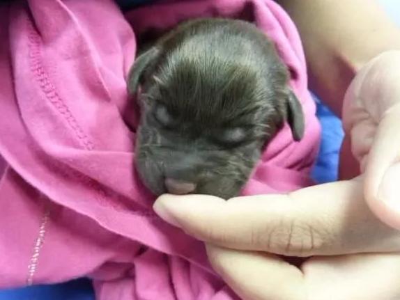 刚出生的小拉布拉多上颚裂,拉布拉多唇腭裂怎么喂活