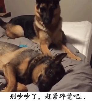 宠物常识大全书,宠物泪痕去除最好的方法