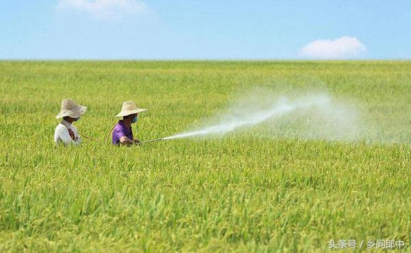 大米异味重还能吃吗,大米也有重金属吗