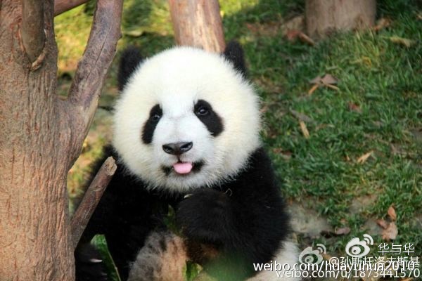 创意来了｜品牌想要萌萌哒？就用全人类都爱的熊猫吧！