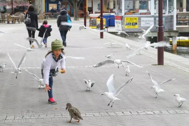 去新西兰绝对不要错过皇后镇,新西兰皇后镇自由行关注事项