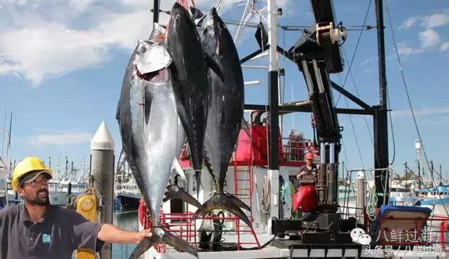 澳洲海鲜什么值得推荐,去澳大利亚可以带的食品有哪些