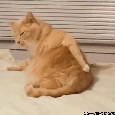 猫咪疼痛能睡着不,猫咪老是撅屁股来回蹭是怎么回事