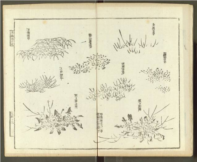 齐白石与芥子园画谱之缘,齐白石画作大全集