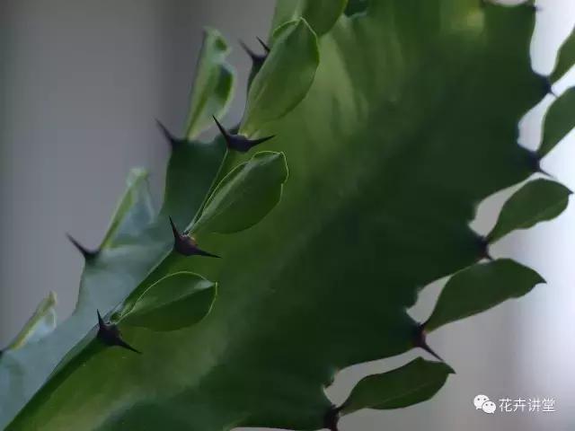 相似的花儿又来了，今天我们来认识它们