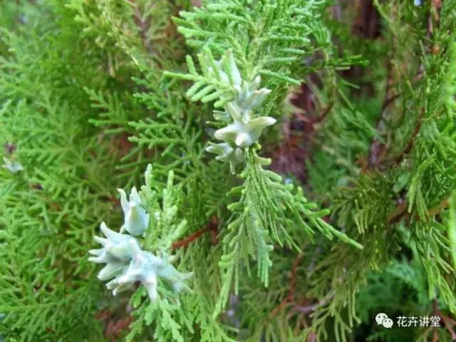 相似的花儿又来了，今天我们来认识它们