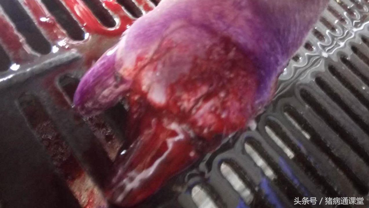 母猪蹄肿有脓咋治,母猪口蹄病最佳治疗方法