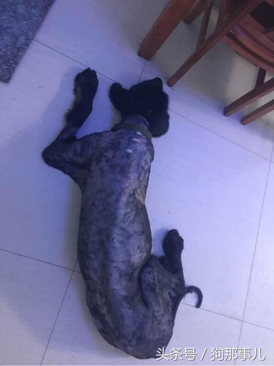 藏獒是不是对主人很温顺,藏獒忠诚护主吗