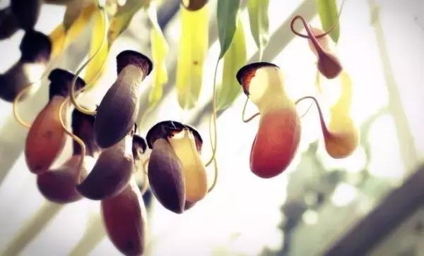 十大室内最好养活的绿植排行榜,绿植大全1000种