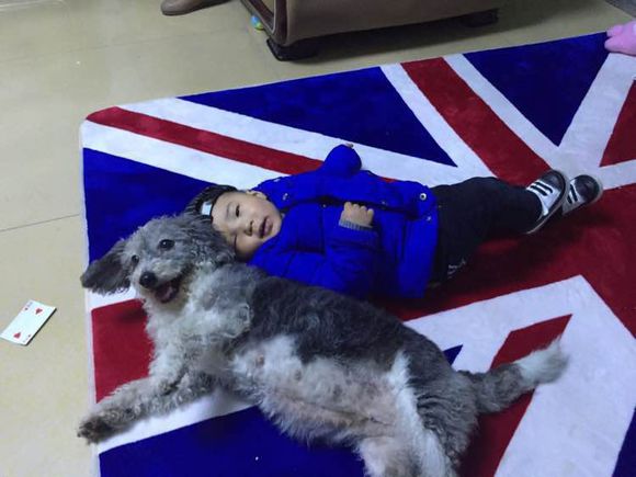 狗狗怀孕生了好多狗崽怎么处理,怀孕狗狗快生的时候肚子硬