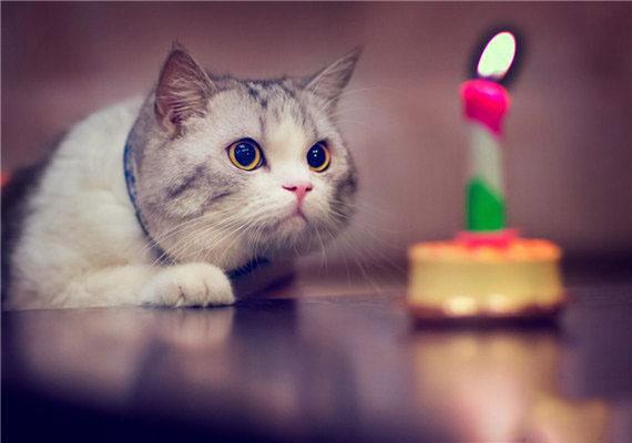 到底该如何选好猫粮呢,怎样选择一个好的猫粮