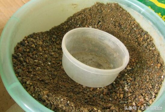 想种花但是没有花盆怎么办,想种花可是没有种子怎么办