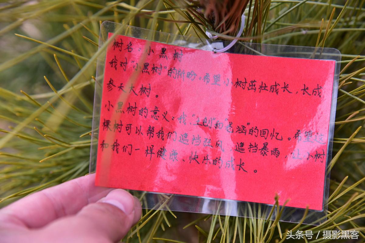 为什么让小学生上山植树造林，看完老师写的图文就明白