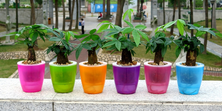 遗憾没有阳光？背阴阳台也能打造幽静绿色花园