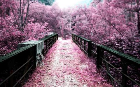 如果樱花飘落的速度是每秒五厘米,如果樱花飘落的速度是每秒5厘米