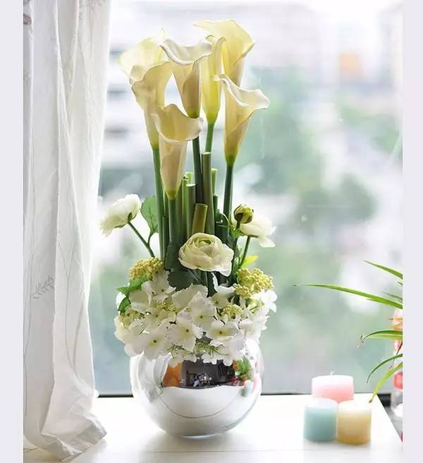 家有萌宠专治各种动物,家有萌宠专治什么病