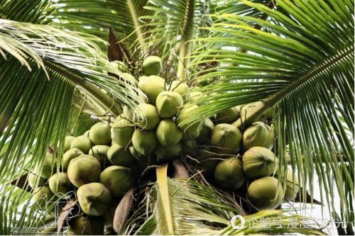 在越南最贵最好吃的水果是什么,广西水果和越南水果