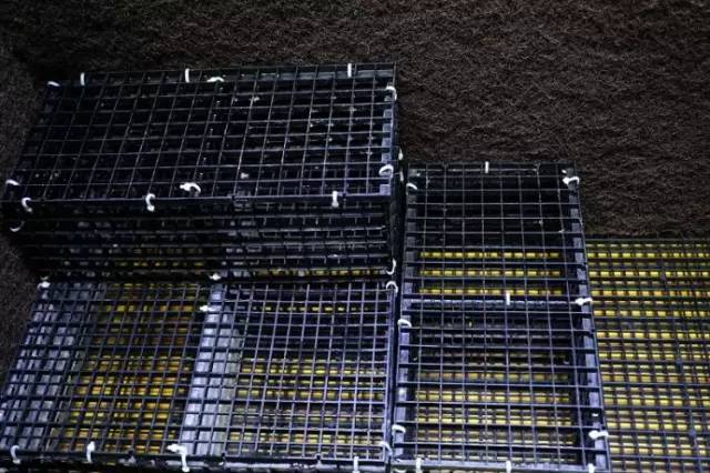 水族箱草缸开缸教程新手入门,雨林缸开缸多久植物才会稳定