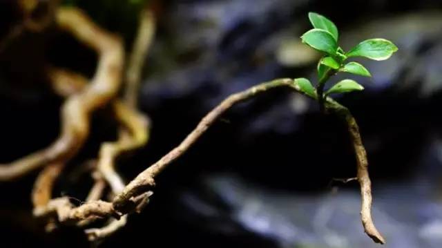 水族箱草缸开缸教程新手入门,雨林缸开缸多久植物才会稳定