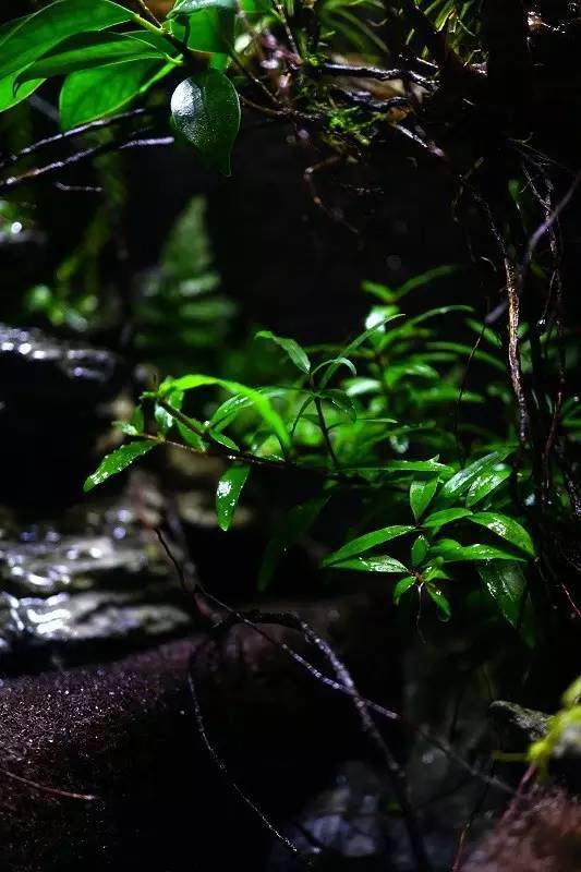 水族箱草缸开缸教程新手入门,雨林缸开缸多久植物才会稳定