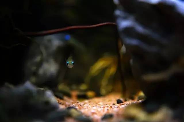 水族箱草缸开缸教程新手入门,雨林缸开缸多久植物才会稳定