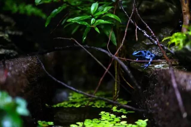 水族箱草缸开缸教程新手入门,雨林缸开缸多久植物才会稳定