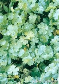 中草药图谱大全高清,中草药图片及名称