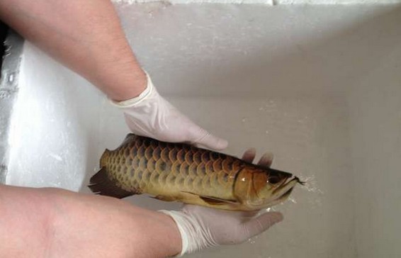 龙鱼腹鳍恢复过程,龙鱼拔鳞手术需要关注什么