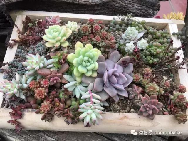 走进多肉园视频,走进日本的南瓜种植