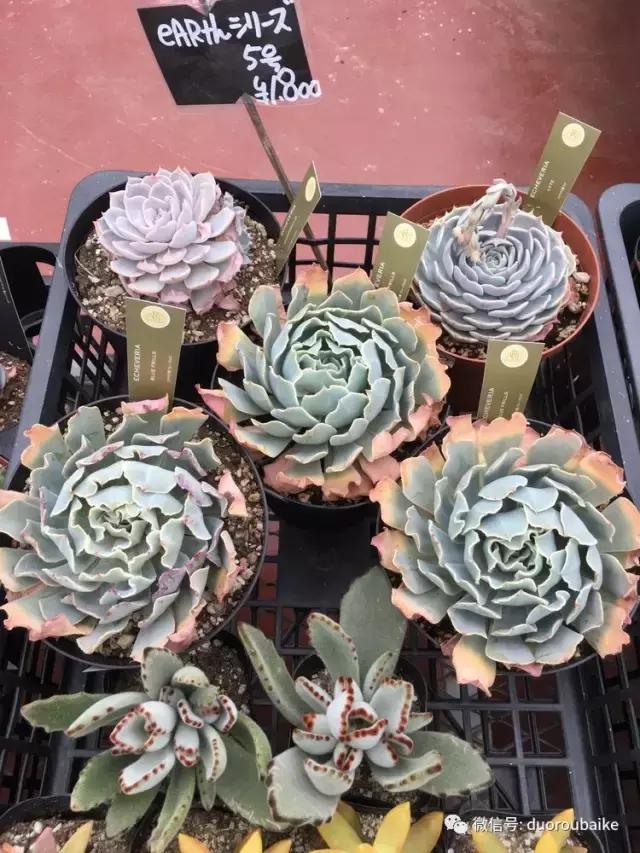 走进多肉园视频,走进日本的南瓜种植