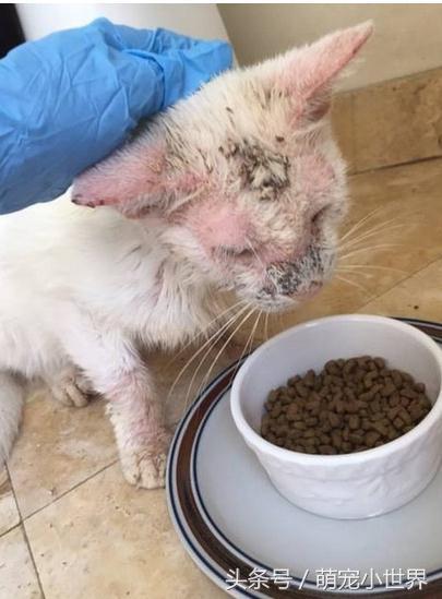 流浪盲猫被救后开始改变，它张开久闭眼睛才发现有一黄一蓝阴阳眼