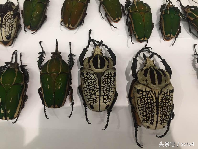 海关截获恐怖昆虫,海关查出的活体昆虫是什么虫