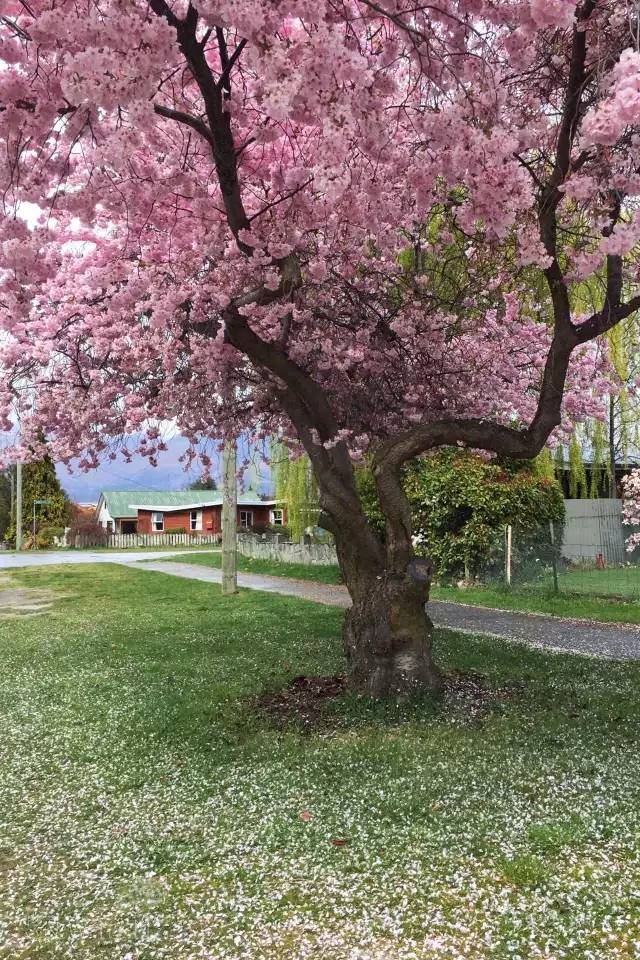 去新西兰绝对不要错过皇后镇,新西兰皇后镇自由行关注事项