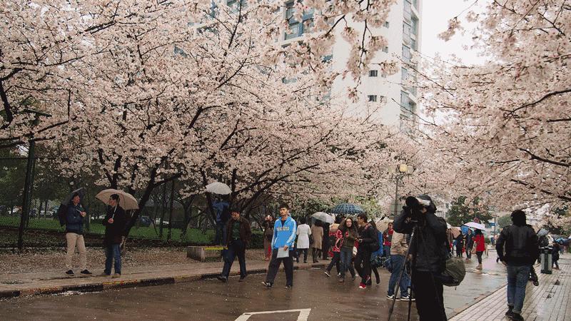 樱花限定款，一起粉出少女味｜时令