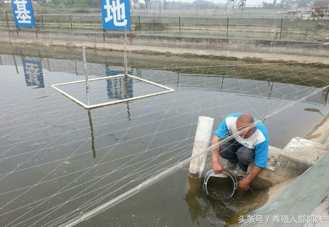 泥鳅养殖创业,泥鳅养殖加盟项目有哪些