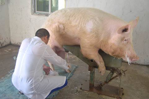 猪人工授精成功率高吗,猪人工授精的行业现状