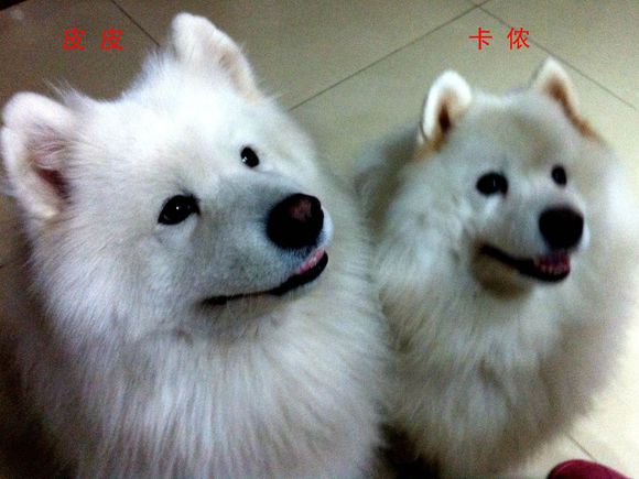 萨摩耶养了九年去世,萨摩耶临终感人视频