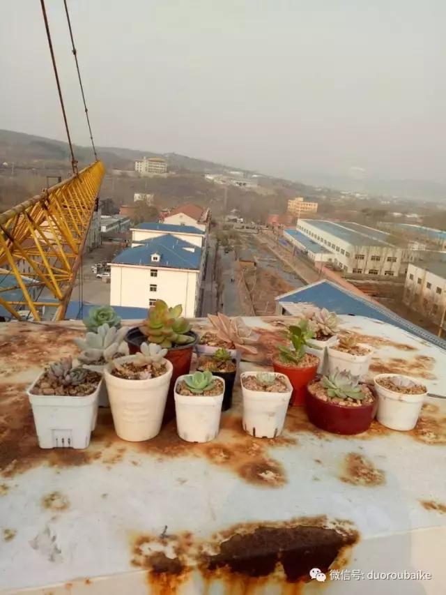 爱上多肉爱上生活,爱上多肉深似海