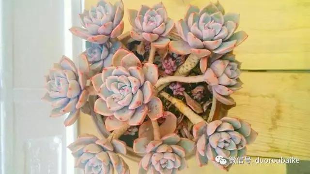 爱上多肉爱上生活,爱上多肉深似海